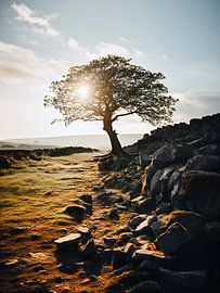 Tree in the sunrise