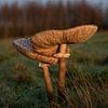 Großer Parasolpilz von Kimberly Linders