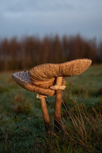Large Parasol fungus