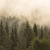 Morning fog above the pine forests in Sweden by Shotz by Mindy
