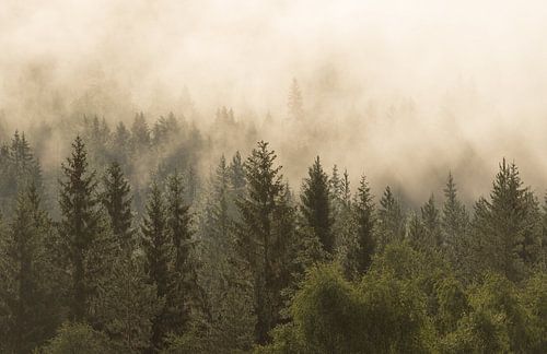 Ochtendmist boven het zweedse woud gedurende de zonsopgang.