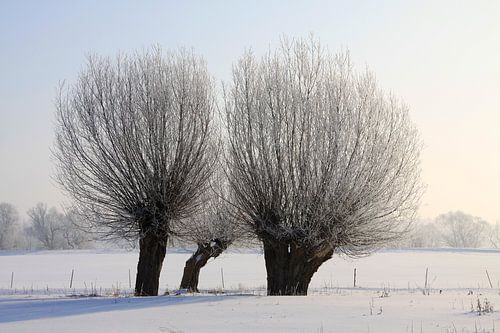 les saules têtards en hiver