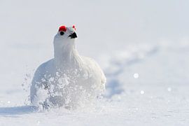 Männlicher Sumpfschneehuhn im Winterkleid von Beschermingswerk voor aan uw muur