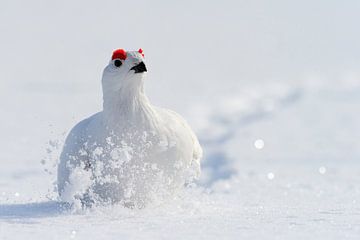 Willow Ptarmigan walking in the snow by Beschermingswerk voor aan uw muur