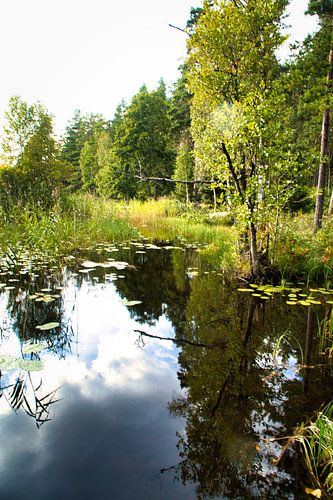 Meer in Zweden met witte wolken, blauw water en bomen aan de oever