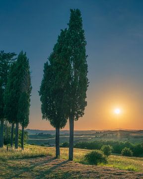 Cipressen in Canonica Park bij zonsondergang, Certaldo van Stefano Orazzini
