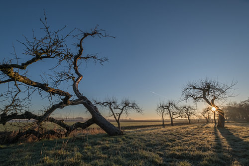 Oude grillige fruitbomen
