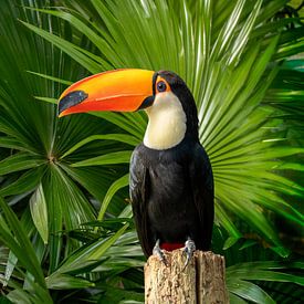 Portrait d'un toucan. sur Alie Ekkelenkamp