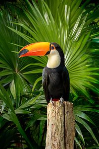 Portrait d'un toucan.
