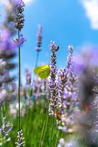 Lemon butterfly on lavender bush by Leo Schindzielorz