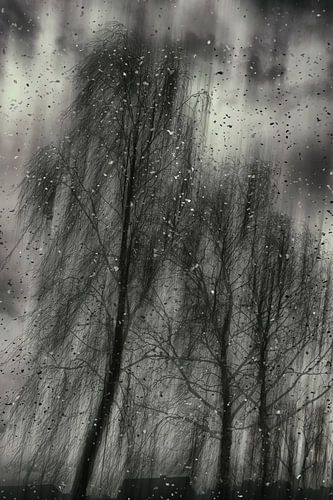 Birch trees in a storm by Christine Nöhmeier