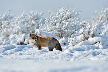 in het diepe sneeuwlandschap... Rode vos *Vulpes vulpes* in de hoge sneeuw