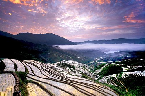 Rice Terrace