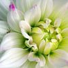 Dahlia, bloemen macrofotografie sur Watze D. de Haan