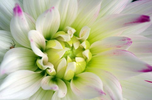 Dahlia, bloemen macrofotografie