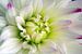 Dahlia, bloemen macrofotografie von Watze D. de Haan