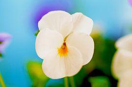 White violet in splashes of colour