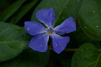 Bloemen