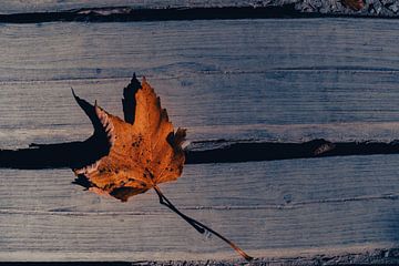 Maple leaf by Harjot Kaur