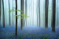het blauwe bos.......