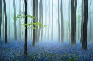 the blue forest ........