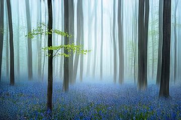 het blauwe bos....... van Piet Haaksma