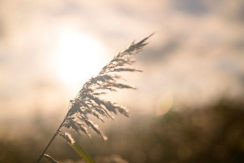 Riet close-up tijdens een herfstzonsondergang