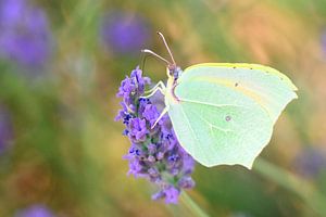 Kleopatra-Schmetterling auf blühendem Lavendel sitzend