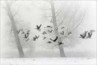 geese in winter....  van Els Fonteine thumbnail