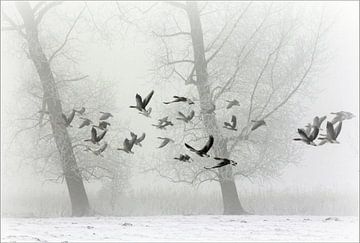 geese in winter....  van Els Fonteine