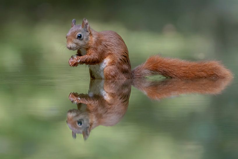 Spiegelung eines Eichhörnchens von Albert Beukhof