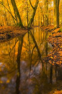 Bach in einem Herbstwald an einem frühen Herbstmorgen