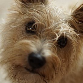 Norwich terrier by Sandra Loermans-Borgman