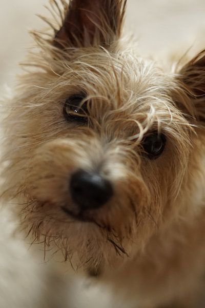Norwich terrier by Sandra Loermans-Borgman