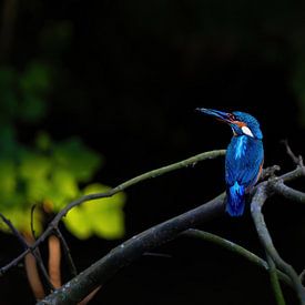 Le martin-pêcheur, chasseur de couleurs dans les contras sur Bfec.nl