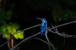 Le martin-pêcheur, chasseur de couleurs dans les contras