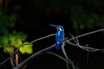 Le martin-pêcheur, chasseur de couleurs dans les contras