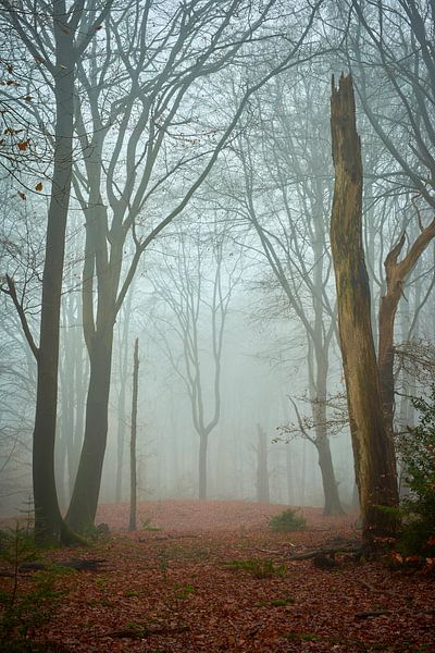 Kathedrale der Natur in Speulderbos von Jenco van Zalk