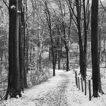 Kluisbos, Verschneite Waldlandschaft, Belgien von Imladris Images