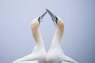 Unconditional love from the beautiful Gannets. by Francis Dost thumbnail