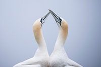 Unconditional love from the beautiful Gannets.