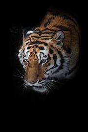Tigre dans la forêt. Tigre de Sibérie (Amur tiger) parmi les sapins en hiver en gros plan, visage pu sur Michael Semenov