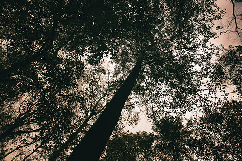 Blick in den Himmel durch das grüne Blätterdach eines Waldes im Sommer