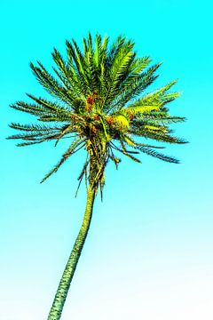 Date palm in the wind by Dieter Walther