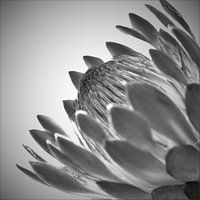 Inspiring black and white petals