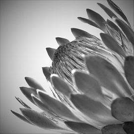 Inspirierende schwarze und weiße Blütenblätter von Hannelore