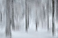Sporen in het besneeuwde bos