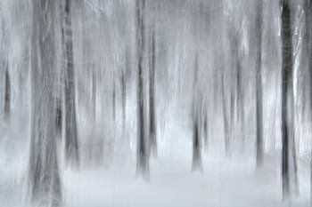 Spuren im Schneewald