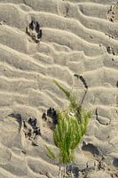 Nahaufnahme eines Sandstrandes mit Hundefüßen und Trittspuren und getrocknetem Seegras