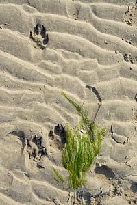 Nahaufnahme eines Sandstrandes mit Hundefüßen und Trittspuren und getrocknetem Seegras